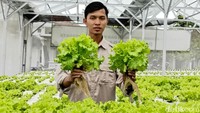 Progam Makan Bergizi Gratis Bikin Petani Lumajang Cuan Besar Progam Makan Bergizi Gratis Bikin Petani Lumajang Cuan Besar