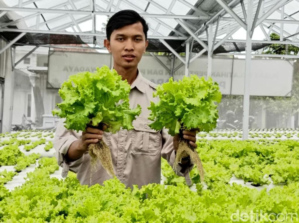 Progam Makan Bergizi Gratis Bikin Petani Lumajang Cuan Besar Progam Makan Bergizi Gratis Bikin Petani Lumajang Cuan Besar