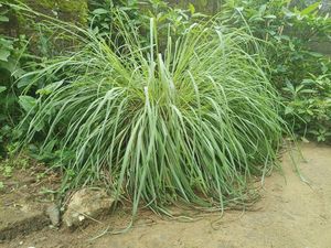 10 Tanaman yang Tidak Disukai Kucing untuk Pengusir agar Tak Berak Sembarangan 10 Tanaman yang Tidak Disukai Kucing untuk Pengusir agar Tak Berak Sembarangan