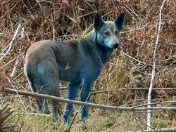Anjing Biru Ditemukan di Lokasi Bencana Nuklir Anjing Biru Ditemukan di Lokasi Bencana Nuklir