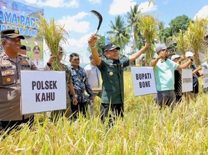 Bone Jadi Penghasil Beras Terbesar ke-5 di Indonesia, Bupati Apresiasi Petani Bone Jadi Penghasil Beras Terbesar ke-5 di Indonesia, Bupati Apresiasi Petani
