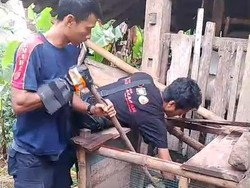 Kagetnya Sarimin Temukan Ular Sanca 2 Meter Mangsa Ayam Miliknya Kagetnya Sarimin Temukan Ular Sanca 2 Meter Mangsa Ayam Miliknya