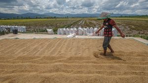 Hamparan Gabah Jemuran Warnai Sawah Konawe Selatan Saat Musim Panen