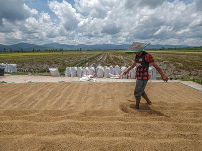 Hamparan Gabah Jemuran Warnai Sawah Konawe Selatan Saat Musim Panen