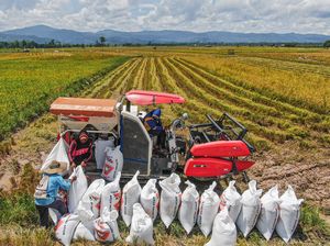 Produksi Padi di Sumsel Diproyeksi Naik Jadi 1,27 Ton Tahun Ini