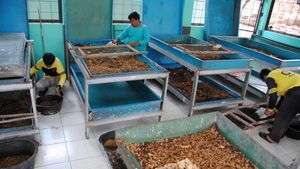 Intip Budi Daya Maggot untuk Kurangi Sampah Makanan