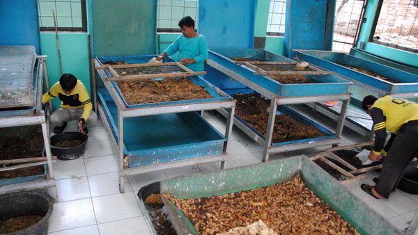 Intip Budi Daya Maggot untuk Kurangi Sampah Makanan