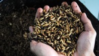Berminat Pelihara 'Belatung' Maggot? Ini Tips Biar Glowing dan Tak Bau
