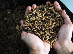 Dari Hidroponik sampai Maggot, Sistem Terpadu Ini Dorong Kemandirian Pangan