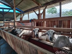 Menilik Asal Usul Kampung Domba di Desa Wisata Cibuntu Kuningan
