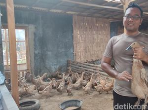 Perwira Polisi Asal Klaten Cuan dari Beternak Bebek Perwira Polisi Asal Klaten Cuan dari Beternak Bebek