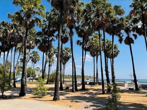 Pantai Lasiana Kupang: Lokasi, Daya Tarik, Fasilitas, dan Tip Berwisata Pantai Lasiana Kupang: Lokasi, Daya Tarik, Fasilitas, dan Tip Berwisata