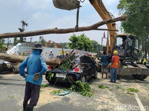 Tak Ada Angin, Pohon di Alun-alun Sidoarjo Tumbang Timpa 4 Motor-Mobil