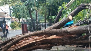 13 Pohon Tumbang Saat Hujan Deras Guyur Surabaya