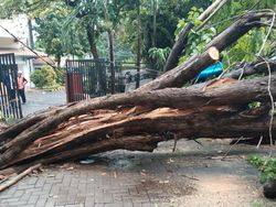 13 Pohon Tumbang Saat Hujan Deras Guyur Surabaya