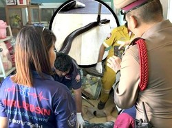 Pria Thailand Meninggal Digigit Kobra, Sempat Telepon Nenek Sebelum Tewas Pria Thailand Meninggal Digigit Kobra, Sempat Telepon Nenek Sebelum Tewas