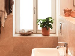 10 Tanaman Penyerap Bau Kamar Mandi, Bikin Wangi dan Cocok Jadi Hiasan 10 Tanaman Penyerap Bau Kamar Mandi, Bikin Wangi dan Cocok Jadi Hiasan