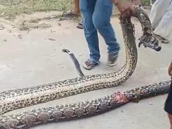 Ular Piton 7 Meter Muncul di Permukiman Kendari, Langsung Mati Ditebas Warga Ular Piton 7 Meter Muncul di Permukiman Kendari, Langsung Mati Ditebas Warga