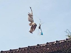 Burung Hantu Terjerat Benang Layangan di Atas Atap, Damkar Evakuasi