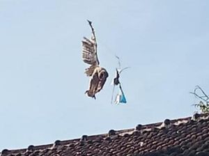 Sat Set Damkar Pasuruan Evakuasi Burung Hantu Terjerat Benang Layangan Sat Set Damkar Pasuruan Evakuasi Burung Hantu Terjerat Benang Layangan