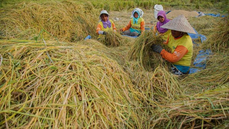 Ancaman Pangan Global: Banjir Akibat Pemanasan Iklim Hantam Produksi Beras Dunia