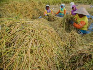 Tetap Panen Saat Musim Hujan, Bagaimana Tipsnya?