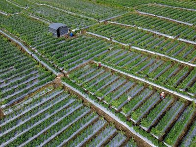 Intip Petani Lumajang Siasati Anomali Cuaca dengan Pola Tanam Baru