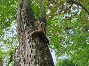 Populasi Kukang Jawa dan Kucing Hutan di Pangandaran Terancam Punah Populasi Kukang Jawa dan Kucing Hutan di Pangandaran Terancam Punah