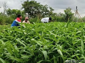 Kilau Energi Surya di Lahan Gambut Pulau Semambu Beri Sumber Kehidupan