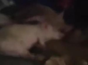 Waduh! Mobil SPPG Terciduk Dipakai buat Angkut Babi Waduh! Mobil SPPG Terciduk Dipakai buat Angkut Babi