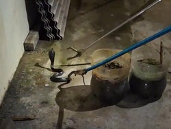 Kobra 1 Meter Nyaris Masuk Rumah di Gunungkidul Kobra 1 Meter Nyaris Masuk Rumah di Gunungkidul