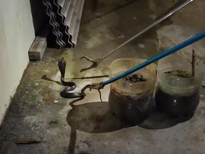 Kobra 1 Meter Nyaris Masuk Rumah di Gunungkidul Kobra 1 Meter Nyaris Masuk Rumah di Gunungkidul