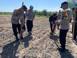 Polres Dumai Dukung Ketahanan Pangan Lewat Tanam Jagung 2 Hektare Polres Dumai Dukung Ketahanan Pangan Lewat Tanam Jagung 2 Hektare
