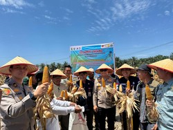 Dukung Ketahanan Pangan, Polres Kuansing Panen 50 Ton Jagung di 2 Desa