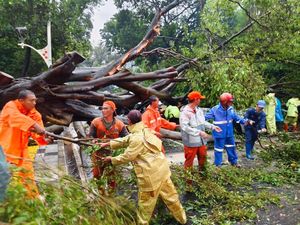 Distamhut DKI Pastikan Tak Persulit Syarat Santunan Korban Pohon Tumbang Distamhut DKI Pastikan Tak Persulit Syarat Santunan Korban Pohon Tumbang