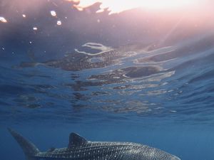 Mengenal Hiu Tutul, Hewan Raksasa yang Terdampar di Purworejo