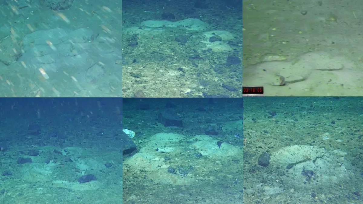 Temuan habitat ikan di balik es Antartika oleh Weddell Sea Expedition.