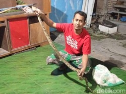 Hii! Piton 1,5 Meter Tepergok Lilit Anakan Entok di Karangdowo Klaten Hii! Piton 1,5 Meter Tepergok Lilit Anakan Entok di Karangdowo Klaten