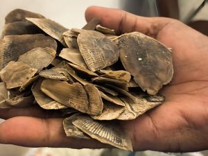 Jual Beli 30 Kg Sisik Trenggiling, Pria di Rohil Dibekuk Polisi Jual Beli 30 Kg Sisik Trenggiling, Pria di Rohil Dibekuk Polisi