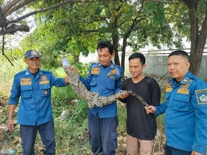 Geger Buaya Masuk Perangkap Biawak di Sembayat Gresik Geger Buaya Masuk Perangkap Biawak di Sembayat Gresik