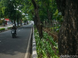 Pemprov Jakarta Pangkas 163 Pohon Rawan Tumbang