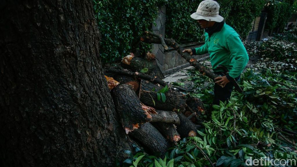 Cegah Pohon Tumbang, Petugas Pangkas Pohon Tua di Jakarta Cegah Pohon Tumbang, Petugas Pangkas Pohon Tua di Jakarta