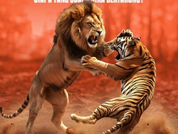 Duel Singa vs Harimau, Siapa yang Menang?