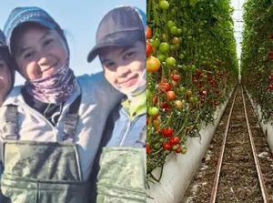 Jadi Petani di Australia, Adik-Kakak Ini Raup Lebih dari Rp 54 Juta Sebulan! Jadi Petani di Australia, Adik-Kakak Ini Raup Lebih dari Rp 54 Juta Sebulan!