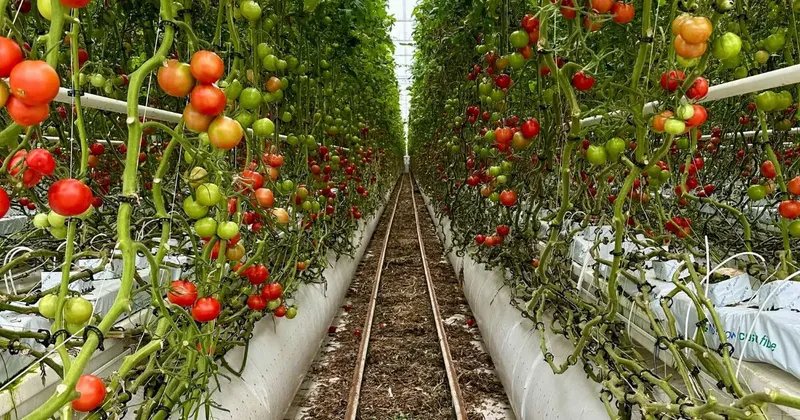 Jadi Petani di Australia, Adik-Kakak Ini Raup Lebih dari Rp 54 Juta Sebulan!