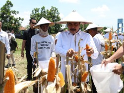 Ke Desa Bulang Jatim, Menteri ImiPas Panen Jagung-Beri Bantuan ke Warga Ke Desa Bulang Jatim, Menteri ImiPas Panen Jagung-Beri Bantuan ke Warga