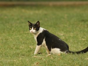 10 Cara Mencegah Kucing Berak Sembarangan di Halaman Rumah Kita 10 Cara Mencegah Kucing Berak Sembarangan di Halaman Rumah Kita