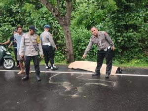 Pelajar Tewas Terlindas Truk Boks di Jalan Denpasar-Gilimanuk Pelajar Tewas Terlindas Truk Boks di Jalan Denpasar-Gilimanuk