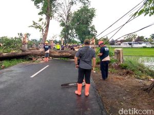 Pohon Tumbang di Sukoharjo Tutup Akses Jalan-Timpa Kabel Listrik