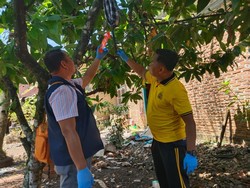 Polisi Pastikan Pria Tewas Tergantung di Pohon Cokelat Murni Bunuh Diri